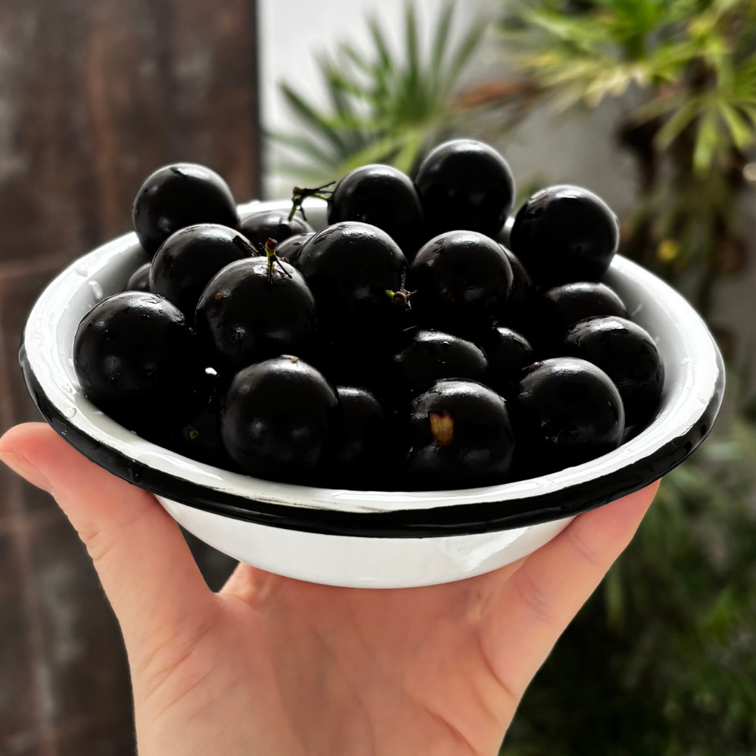 Cumbuca branca | Coleção Clássica Vintage